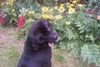 Neufundländer Foto: Das ist (ID 1367) Neufundländer Hund