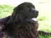 Neufundländer Foto: der Dicke (ID 3572) Neufundländer Hund