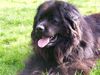 Neufundländer Foto: Quixi v. Moorbek (ID 3571) Neufundländer Hund