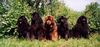 Neufundländer Foto: Die Rosendahler (ID 9699) Neufundländer Hund