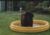 Neufundländer Foto: Sommerhitze (ID 32947) Neufundländer Hund