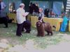 Neufundländer Foto: Julian 10 Jahre und Bärli beim Junoerenhandling (ID 5388) Neufundländer Hund