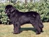 Neufundländer Foto: Lando v. Elsterufer 2 Jahre alt (ID 7478) Neufundländer Hund
