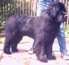 Neufundländer Foto: Lando v.Elsterufer (ID 5186) Neufundländer Hund