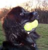 Neufundländer Foto (ID 7531) Neufundländer Hund