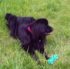 Neufundländer Foto (ID 7528) Neufundländer Hund