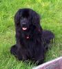 Neufundländer Foto (ID 7529) Neufundländer Hund