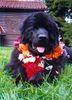 Neufundländer Foto: Milena Victoria della Casa del` Orso als Blumenkind (ID 12899) Neufundländer Hund