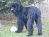 Neufundländer Foto: Black Animals Nice (ID 16066) Neufundländer Hund