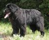 Neufundländer Foto: Heute am 29.08.03 1 Jahr alt (ID 5267) Neufundländer Hund