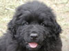 Neufundländer Foto (ID 1086) Neufundländer Hund