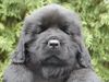 Neufundländer Foto: Lou of Betty (ID 1479) Neufundländer Hund
