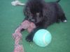 Neufundländer Foto: Pagy12 Wochen alt (ID 6335) Neufundländer Hund