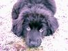 Neufundländer Foto: Luna 10 Wochen (ID 7549) Neufundländer Hund