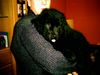 Neufundländer Foto: Luna 10 Wochen (ID 7636) Neufundländer Hund