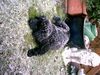 Neufundländer Foto: Luna 10 Wochen (ID 7665) Neufundländer Hund