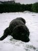 Neufundländer Foto: Sooooooooo groß ist Luna jetzt schon.... (ID 8564) Neufundländer Hund
