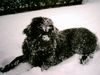 Neufundländer Foto: Luna (ID 8572) Neufundländer Hund