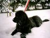 Neufundländer Foto: Luna (ID 8571) Neufundländer Hund