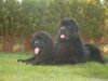 Neufundländer Foto: Rüde aus dem B-Wurf und Bubbles (ID 8445) Neufundländer Hund
