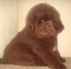 Neufundländer Foto: Ruby v.Elsterufer, 7Wochen alt (ID 9757) Neufundländer Hund