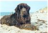 Neufundländer Foto: Ulrika von Freudenthal liebt den Urlaub am Meer (ID 6623) Neufundländer Hund
