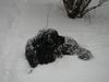 Neufundländer Foto: Schneeball (ID 6722) Neufundländer Hund