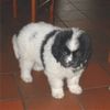 Neufundländer Foto: Torranaga San de Olympus Mons im Alter von 8 Wochen (ID 7167) Neufundländer Hund