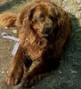 Neufundländer Foto: Xanny Queen von Freudenthal 6,5 Jahre und kein bisschen leiser (ID 8141) Neufundländer Hund