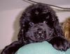 Neufundländer Foto: Dolly Friedchen mit 7 Wochen (ID 8279) Neufundländer Hund