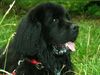 Neufundländer Foto: achat v.d. steller buttjern (ID 1692) Neufundländer Hund