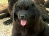 Neufundländer Foto: Lord of Dark's Action Jackson (6 Wochen) (ID 3010) Neufundländer Hund