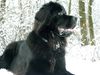 Neufundländer Foto: Ayscha vom Fürstenfelde (ID 1690) Neufundländer Hund