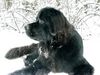 Neufundländer Foto: Uschi (ID 1898) Neufundländer Hund