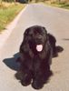 Neufundländer Foto: Athos v. Fürstenfelde (ID 5747) Neufundländer Hund
