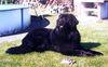 Neufundländer Foto: Athos v. Fürstenfelde (ID 3039) Neufundländer Hund