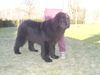 Neufundländer Foto: Sweet Riverdance Bubblefun (ID 8197) Neufundländer Hund