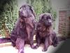 Neufundländer Foto: ...das Paar (ID 1992) Neufundländer Hund