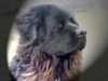 Neufundländer Foto: Nala, Bild vom 25.01.2003 (ID 1991) Neufundländer Hund