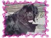Neufundländer Foto: Annika von der Abens gerufen Cheyenne (ID 8446) Neufundländer Hund