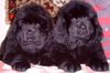Neufundländer Foto: Dolly und Debby Bär von Anhalt 8 Wochen (ID 8537) Neufundländer Hund