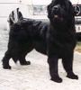 Neufundländer Foto (ID 9777) Neufundländer Hund