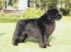 Neufundländer Foto: FAST BEST INTELLIGENT (FBI) (ID 10199) Neufundländer Hund