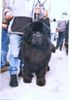Neufundländer Foto: GAWROSZ (ID 10201) Neufundländer Hund