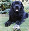 Neufundländer Foto: Bootsmann aus Peter Pan / Athos v. Fürstenfelde (ID 5746) Neufundländer Hund