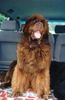 Neufundländer Foto: wann geht es endlich los ? (ID 5167) Neufundländer Hund