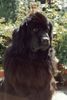 Neufundländer Foto: die schöne Leilah (ID 12852) Neufundländer Hund