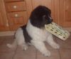 Neufundländer Foto: hmm schmecken die gut (ID 5168) Neufundländer Hund