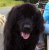 Neufundländer Foto (ID 7536) Neufundländer Hund