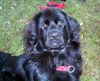 Neufundländer Foto (ID 7533) Neufundländer Hund